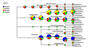 Multi-samples-Taxonomy-analysis-tree-01