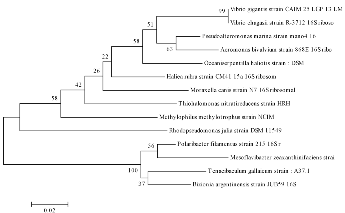 circlar-phylogenetic-tree