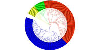 circlar-phylogenetic-tree01