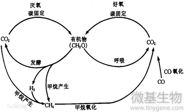 3 碳循环图