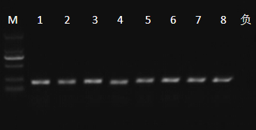 变性凝胶电泳(PCR-DGGE)-微基生物科技(上海)有限公司