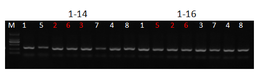 变性凝胶电泳pcrdgge