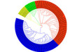 circlar-phylogenetic-tree01