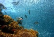 fish-378286_1920