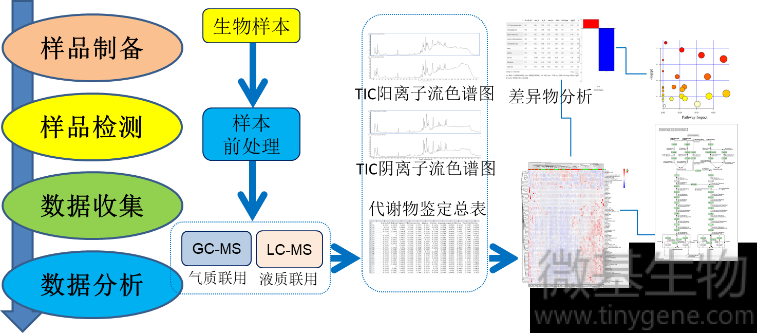 非靶向代谢组 - 微基生物