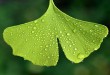 代谢组-植物激素